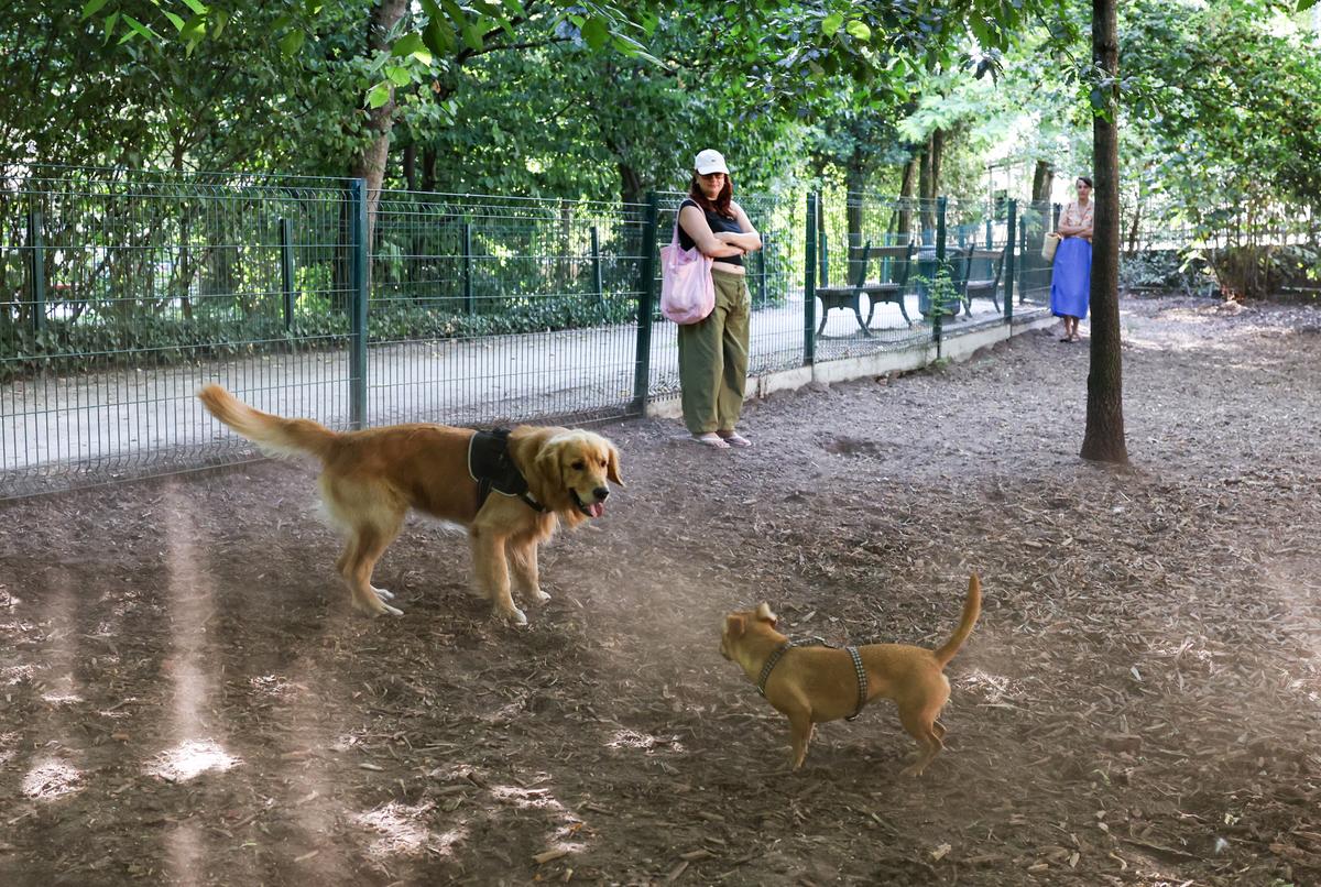 Image d'illustration pour: Les caniparcs en plein essor à Bordeaux : entre besoin de liberté et nuisances sonores