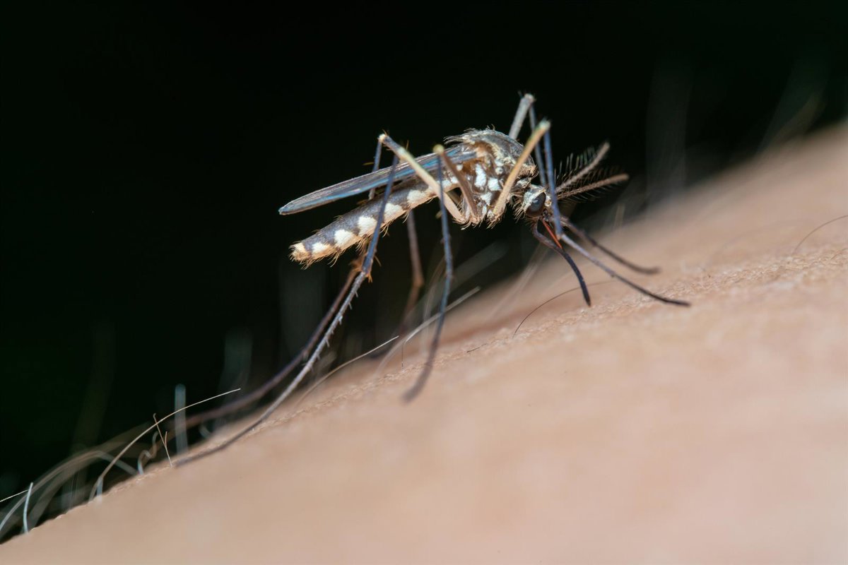 Image d'illustration pour: La Junta detecta circulación del virus del Nilo en La Puebla de los...