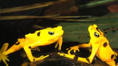 Image d'illustration pour: Panamá celebra a su tesoro amarillo: la rana dorada