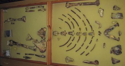 Image d'illustration pour: Ethiopian fossil Lucy leaves for her first exhibition in Europe