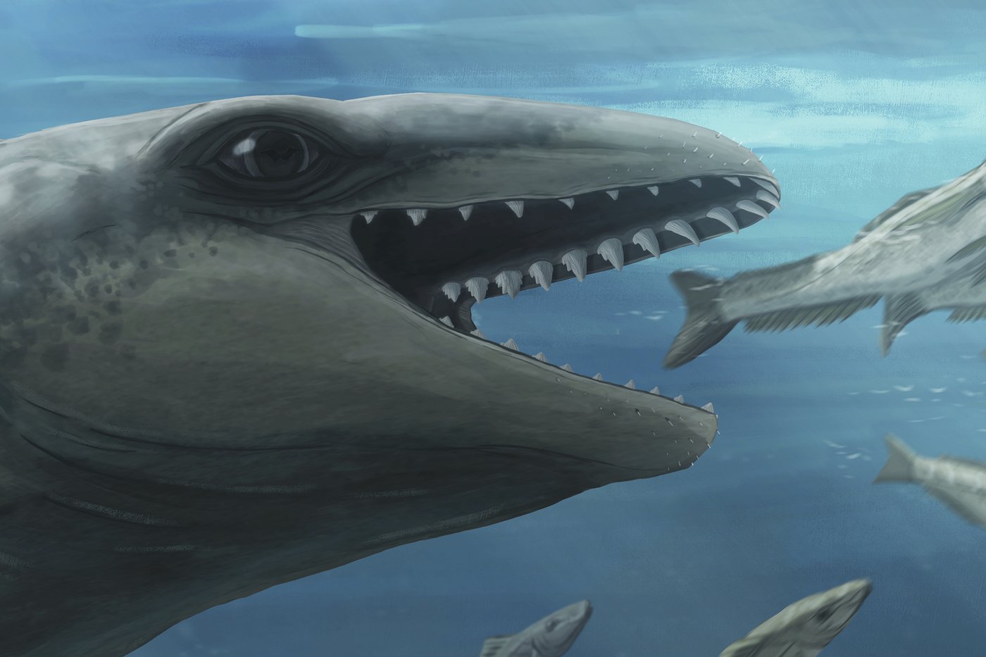 Image d'illustration pour: Scientists discover an ancient whale with a Pokémon face and a predator bite