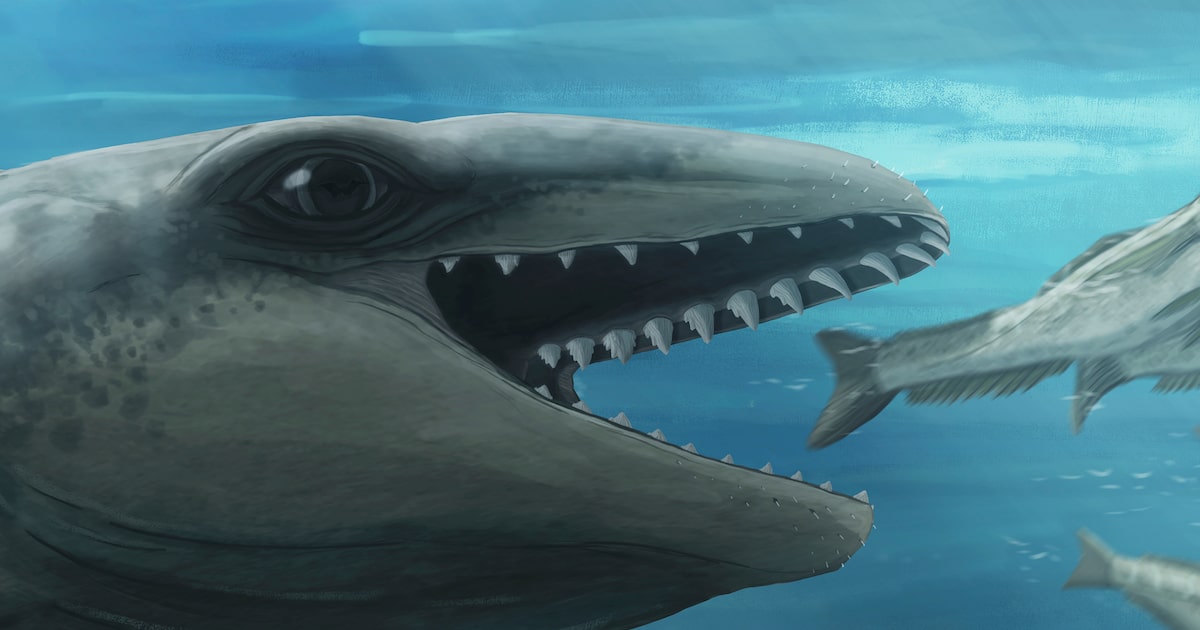 Image d'illustration pour: Ancient whale with a Pokémon face could unlock mysteries of whale evolution