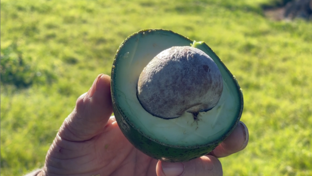 Image d'illustration pour: La saison des avocats perturbée après le cyclone Garance