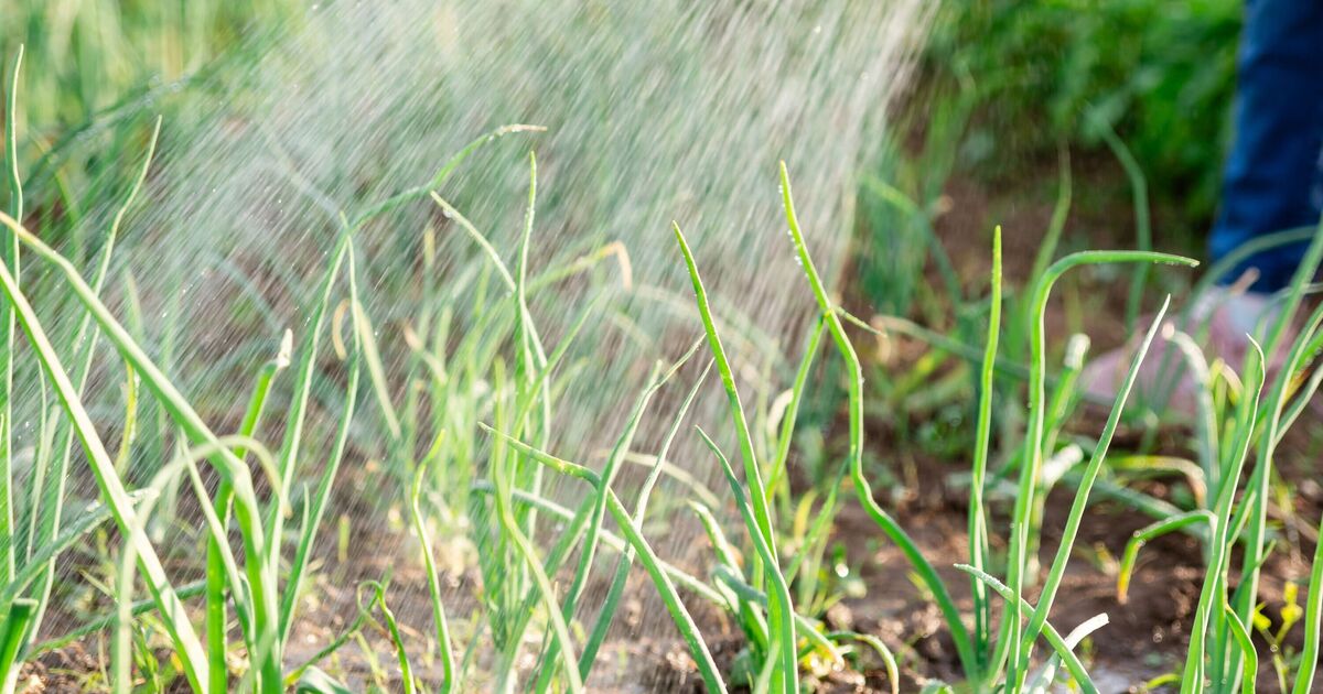Image d'illustration pour: Gardening expert Alan Titchmarsh shares best times to water your garden