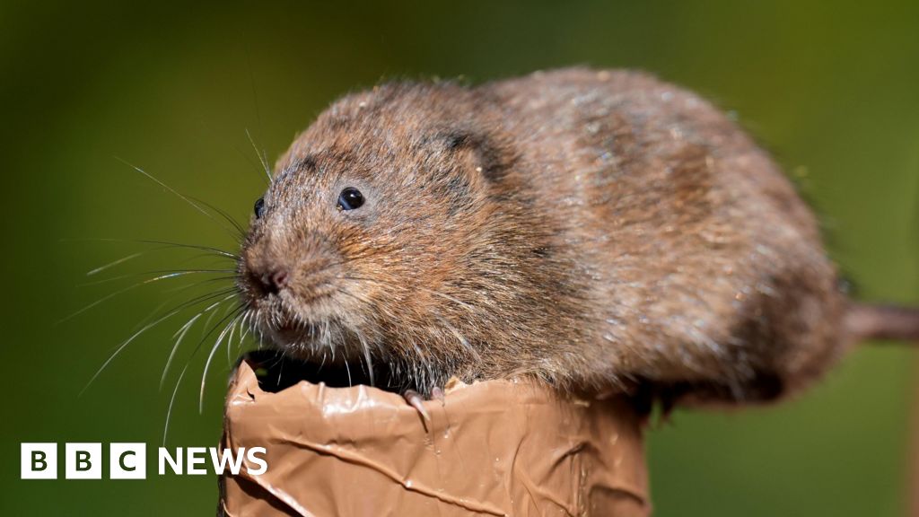 Image d'illustration pour: Water voles return to River Wey by National Trust