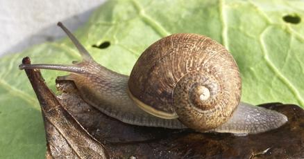 Image d'illustration pour: Ned the snail has looks, patience and absolutely no luck in love