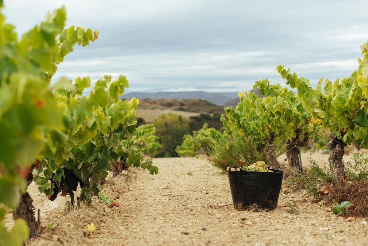 Image d'illustration pour: La DOCa Rioja señala una evolución correcta de los valores de grado...