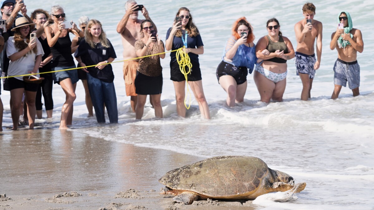 Image d'illustration pour: June Cleaver the loggerhead turtle is released into the ocean off Florida after rehab