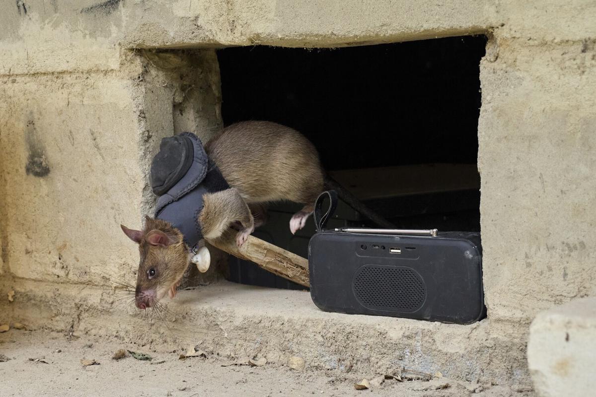 Image d'illustration pour: Ratas entrenadas en Tanzania detectan minas terrestres y tuberculosis, salvando vidas