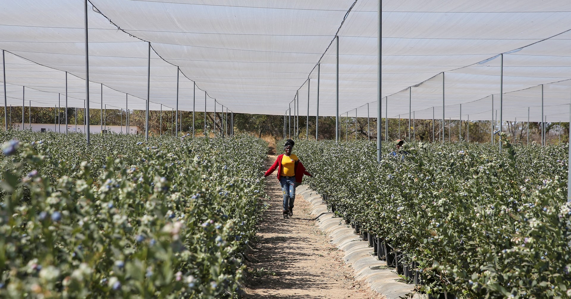 Image d'illustration pour: Zimbabwe to start blueberry exports to China after breakthrough agreement