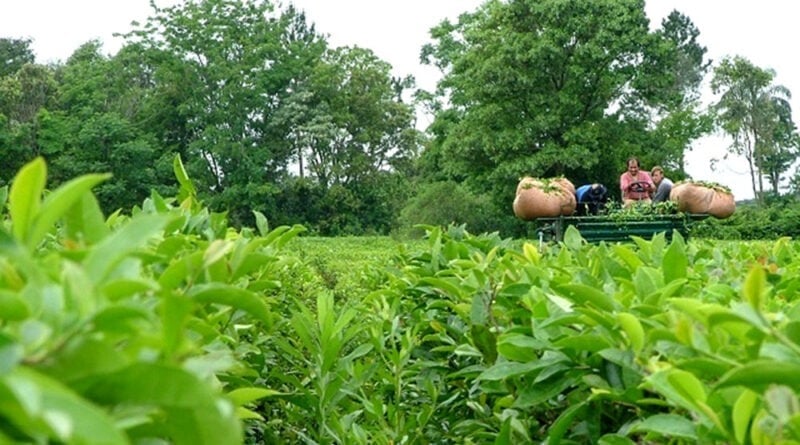Image d'illustration pour: Advierten que Kenia busca desplazar al té argentino del mercado estadounidense