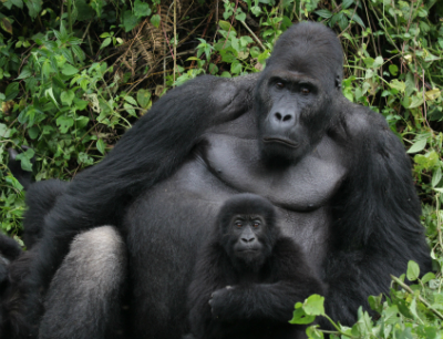 Image d'illustration pour: Rwanda's gorilla naming ceremony celebrates 40 newborns