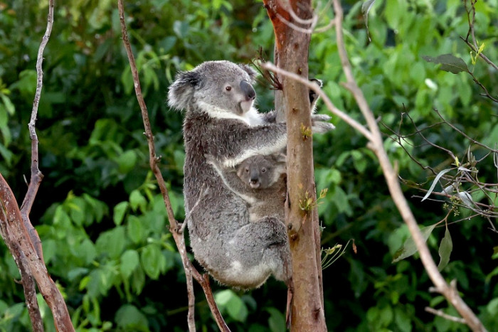 Image d'illustration pour: Australia halts logging for koala haven on eastern coast