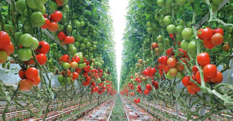 Image d'illustration pour: Qatar enhances food reserves to ensure supply