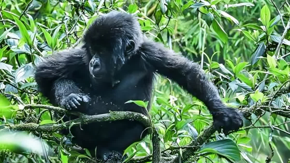 Image d'illustration pour: Overcrowding Kills Infant Gorillas In Rwanda Habitat
