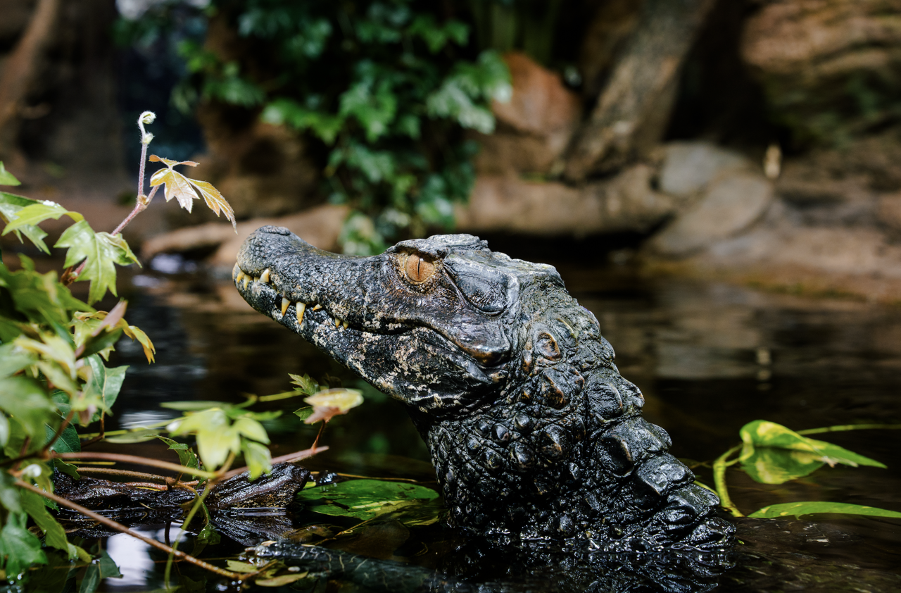 Image d'illustration pour: Charente-Maritime : ces fascinants reptiles sont désormais à observer à la surface... et sous l'eau