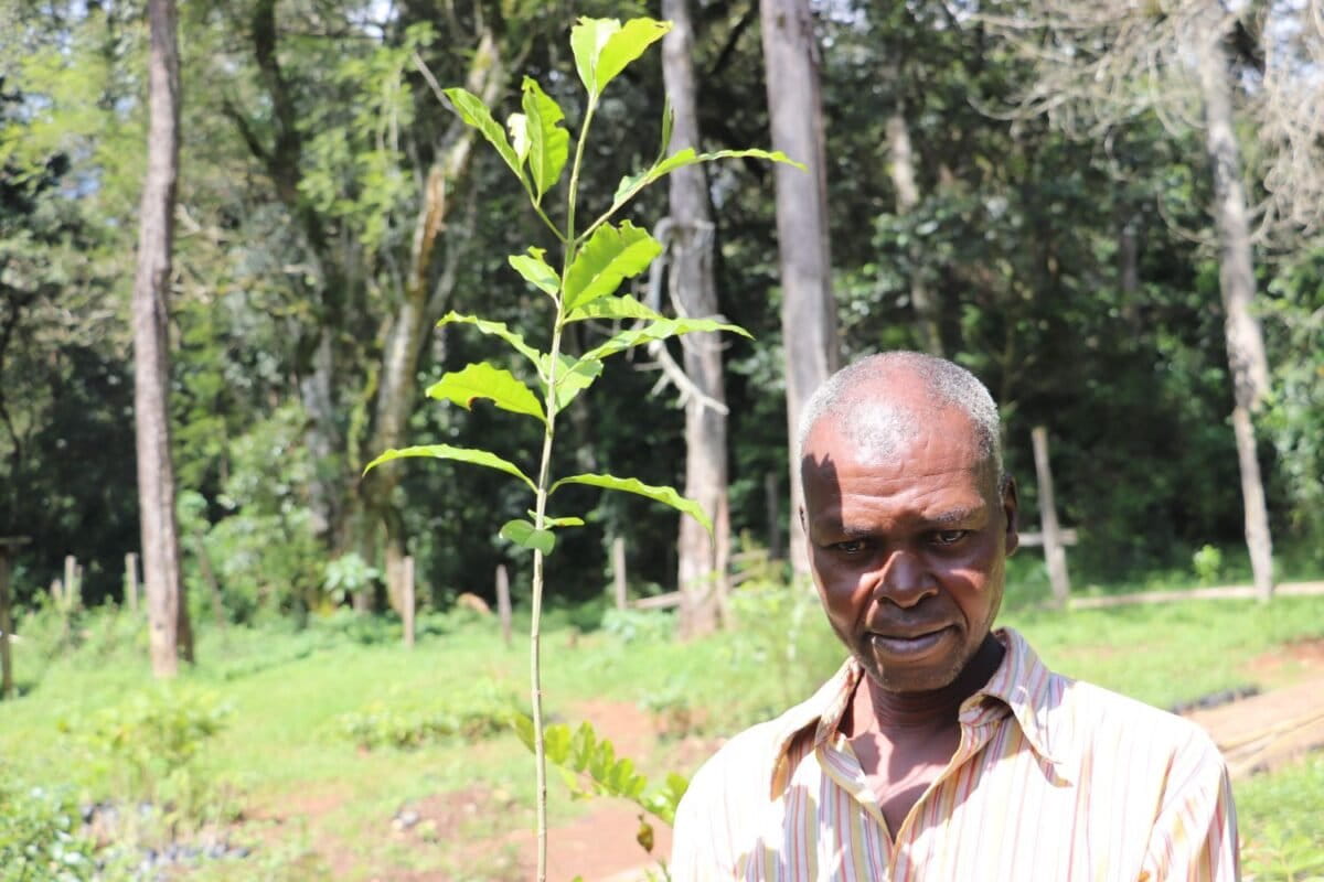 Image d'illustration pour: Kenya's PELIS trades biodiversity for livelihoods and tree cover gains - South Africa Today