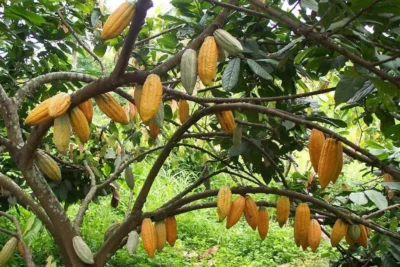 Image d'illustration pour: cacao boliviano más demandado en argentina y europa por su alta calidad