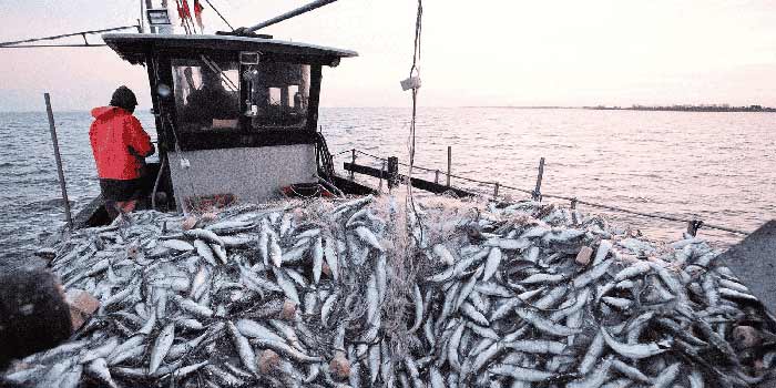 Image d'illustration pour: La pêcherie des petits pélagiques à Laâyoune : Des résultats trè...