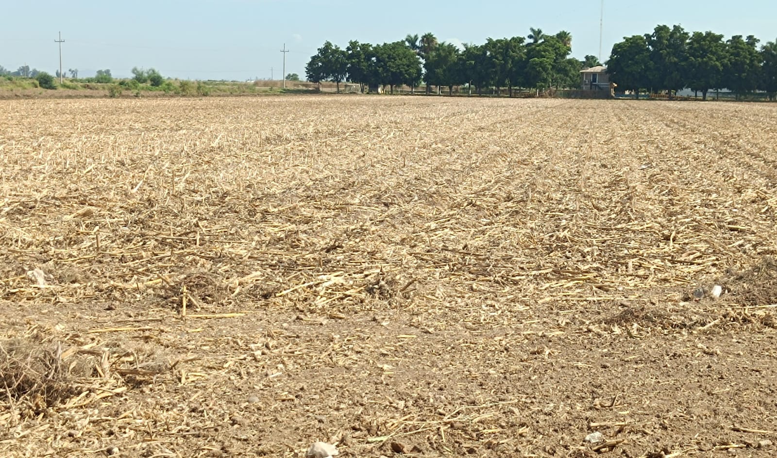 Image d'illustration pour: Al Gobierno Federal no le importa la agricultura comercial: Armenta  | Noticiero Altavoz