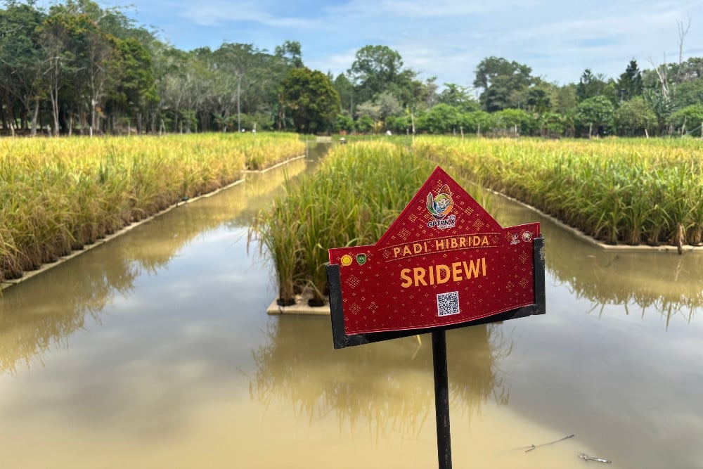Image d'illustration pour: Peningkatan Indeks Pertanaman Jadi Tantangan Sumsel Pacu Produksi Padi
