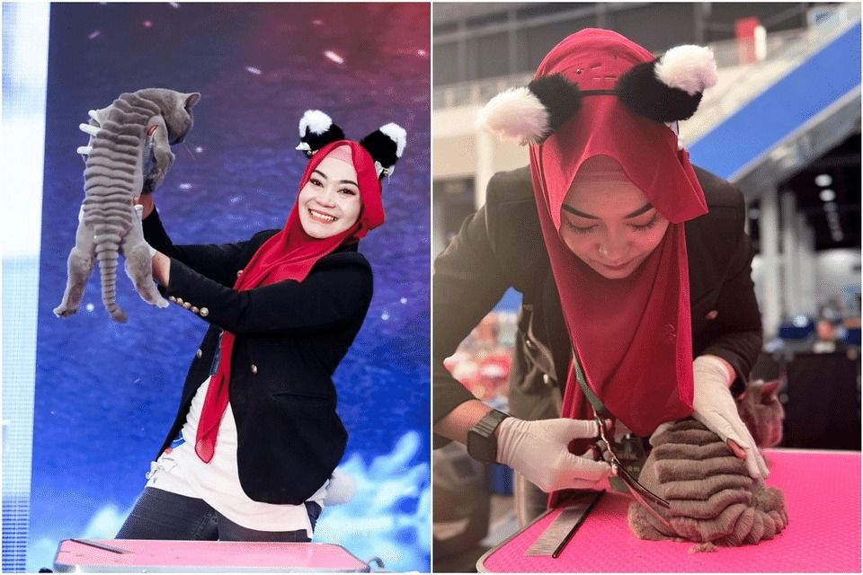 Image d'illustration pour: Cat groomer from Singapore places third in elite grooming competition in China
