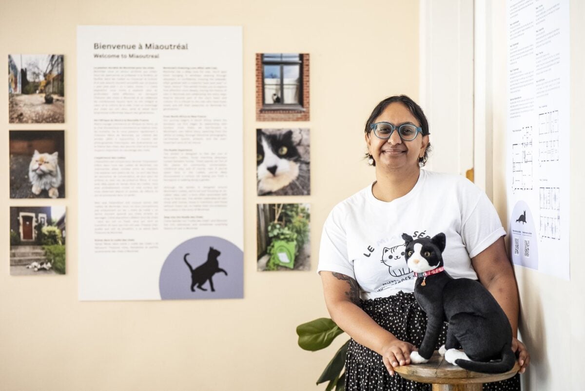 Image d'illustration pour: Le Miaousée veut devenir le premier musée consacré aux chats au Canada | L'actualité