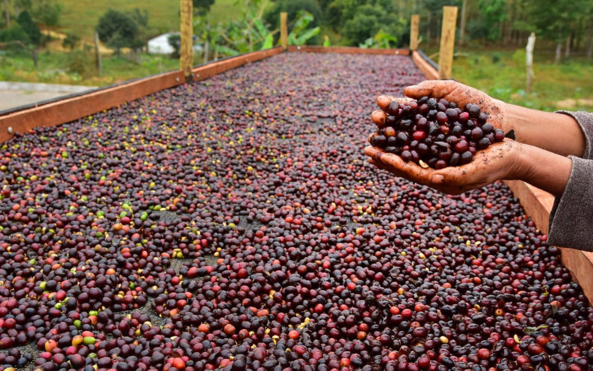 Image d'illustration pour: Exportação de cafés especiais do Brasil aos EUA despenca com tarifaço de Trump