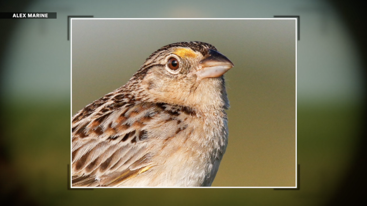 Image d'illustration pour: Florida's rarest bird stars in new conservation documentary