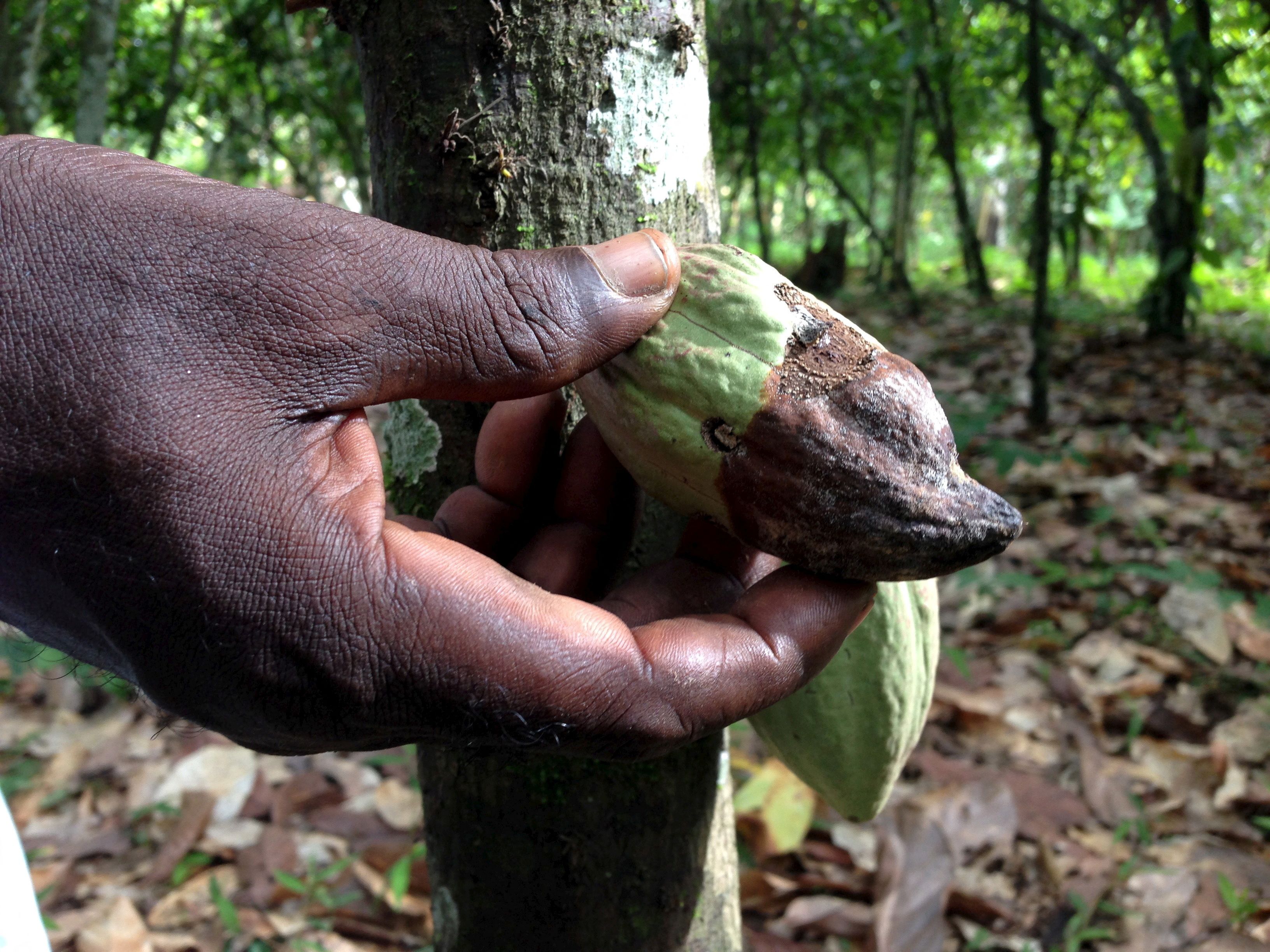 Image d'illustration pour: Black pod disease devastates cocoa farms in southwest Cameroon