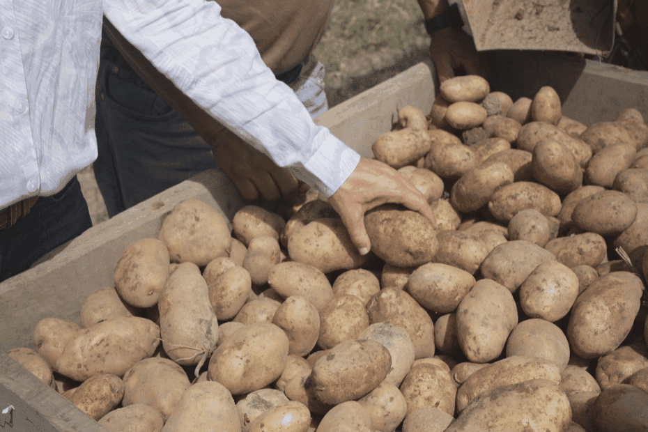 Image d'illustration pour: VIDÉO. La récolte de pommes de terre 2025 s'annonce prometteuse malgré un marché en baisse en Nouvelle-Calédonie