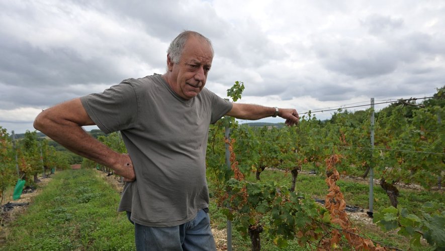 Image d'illustration pour: " Encore un peu de ruralité qui meurt à petit feu " : les dernières vendanges de Bernard Cransac