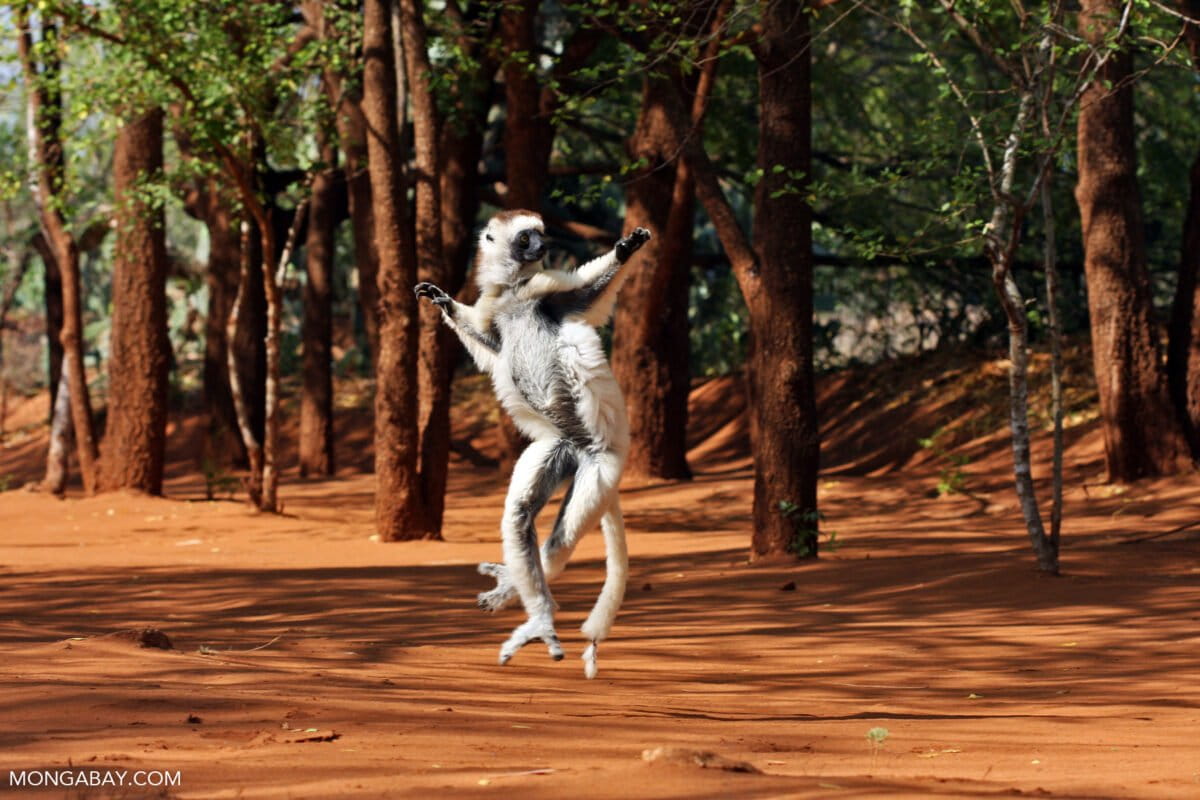 Image d'illustration pour: Madagascar's dry forests need attention, and Verreaux's sifakas could help - South Africa Today