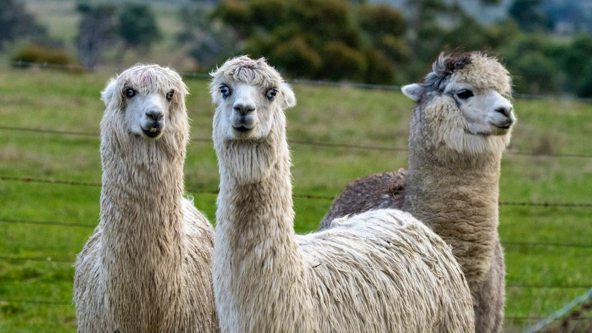 Image d'illustration pour: Berne: Il "doit être éliminé immédiatement": un loup a tué trois lamas