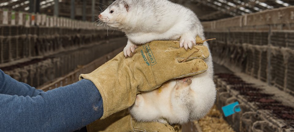 Image d'illustration pour: Vergoeding voor versneld stoppen nertsenhouderij te laag