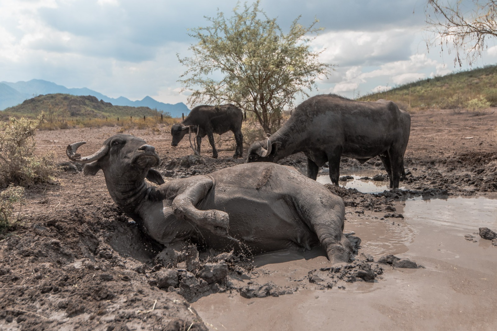 Image d'illustration pour: Peñoles fomenta la educación ambiental con reserva ecológica