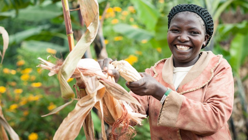 Image d'illustration pour: African Farms Positioned as Global Food Security Powerhouse