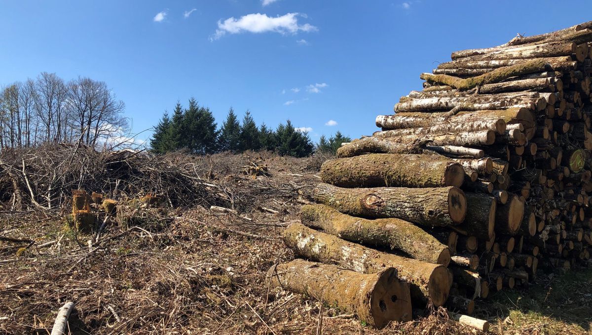 Image d'illustration pour: Avec ironie, des associations de défense des forêts du Morvan décernent le prix de la pire coupe rase - ici