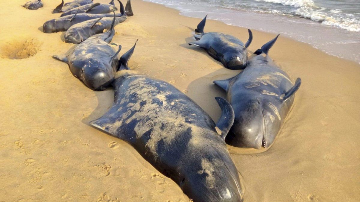 Image d'illustration pour: ¿Delfines y otros cetáceos acaban varando en la orilla por una especie de enfermedad de Alzheimer?