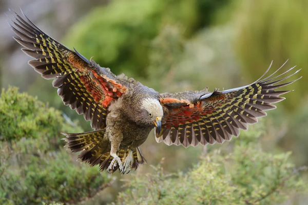 Image d'illustration pour: A raptor with no qualms about eating its opponents wins New Zealand's annual bird election - WXXV News 25