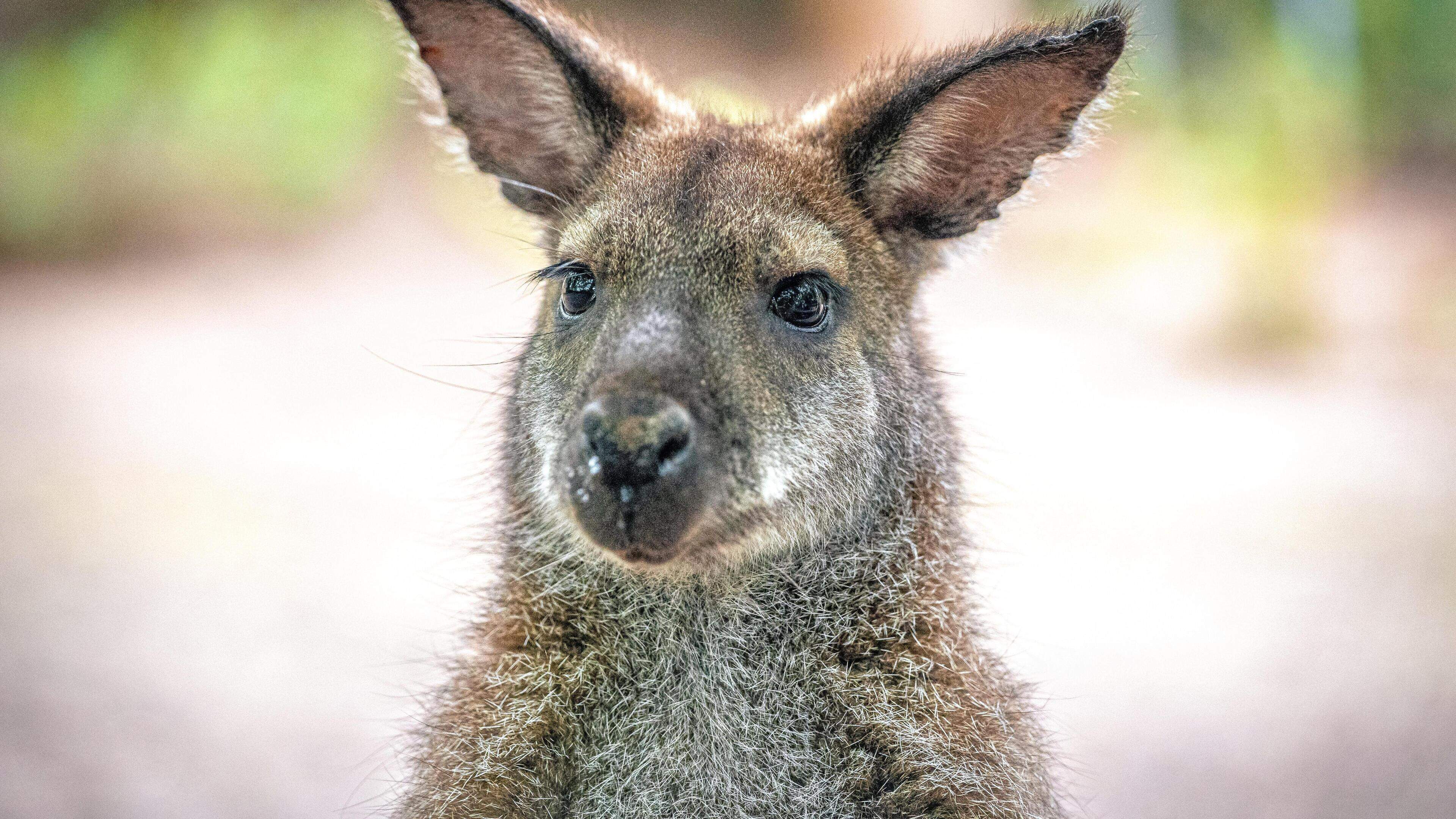 Image d'illustration pour: Niet alle Walen willen kangoeroe op het bord en Theo Francken lust een haai