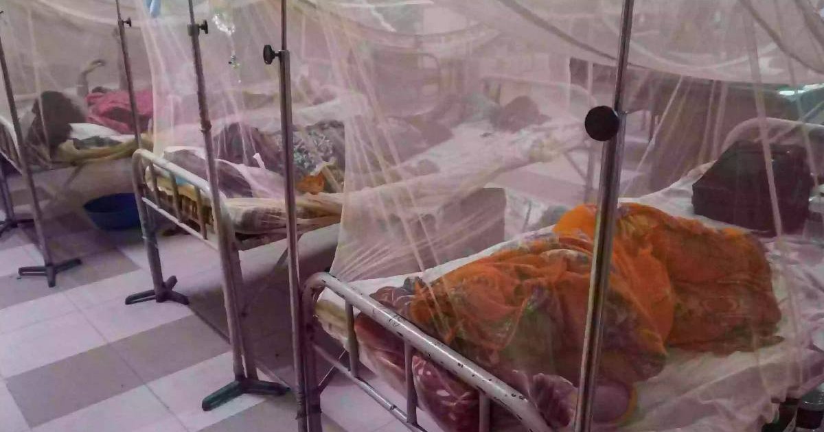 Image d'illustration pour: Dengue shifts from seasonal outbreak to year-round threat: Experts