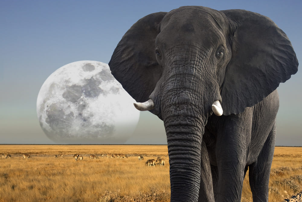Image d'illustration pour: Cientistas identificam refúgios vitais para travar a "sexta grande extinção" da vida na Terra - Sustentix