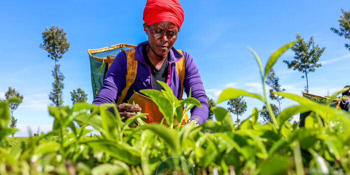 Image d'illustration pour: KTDA Announces Date to Release Tea Bonuses, Bank Refunds to Farmers