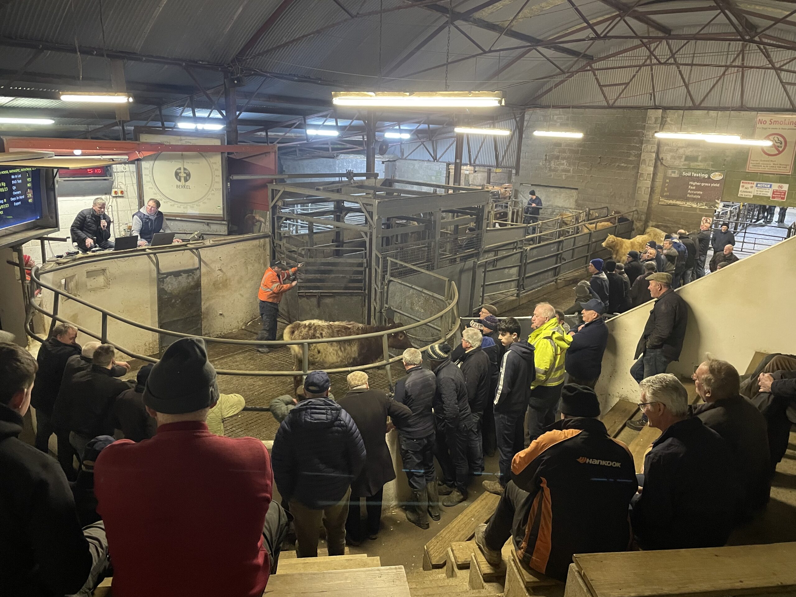 Image d'illustration pour: Weanling bulls reach €7.80/kg at Granard despite exporter absence