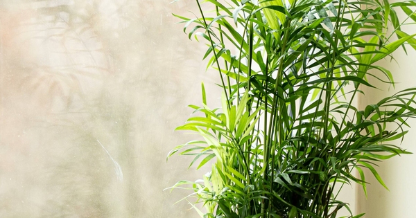 Image d'illustration pour: Estas son las 5 mejores plantas para poner en las esquinas de tu casa
