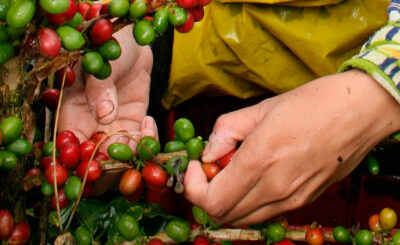 Image d'illustration pour: El café de Manizales se somete al juicio de los expertos en el 5º Concurso de Cafés Tostados