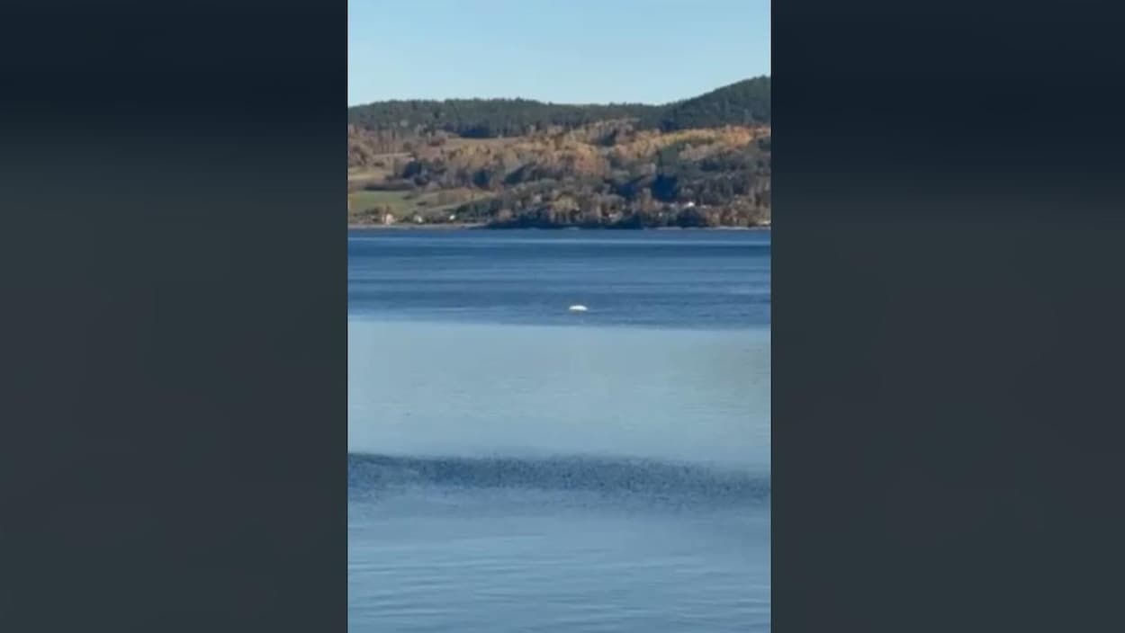 Image d'illustration pour: Un béluga à La Baie : un phénomène rare, dit une biologiste