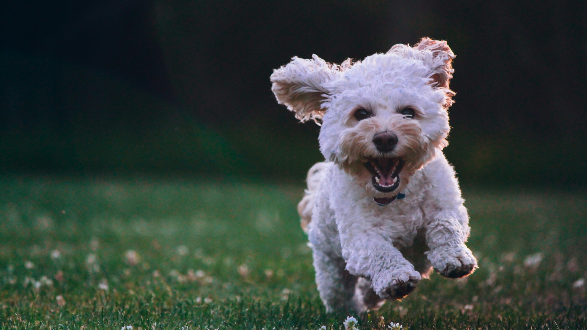 Image d'illustration pour: Vous voulez que votre chien vive longtemps? Voilà les 6 conseils à suivre