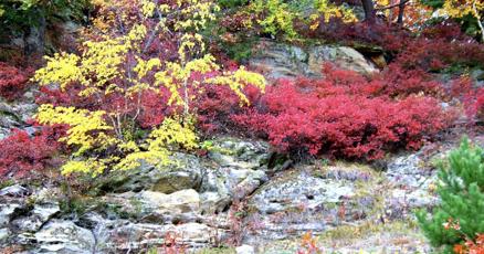 Image d'illustration pour: Enjoy autumn sights, smells, tastes